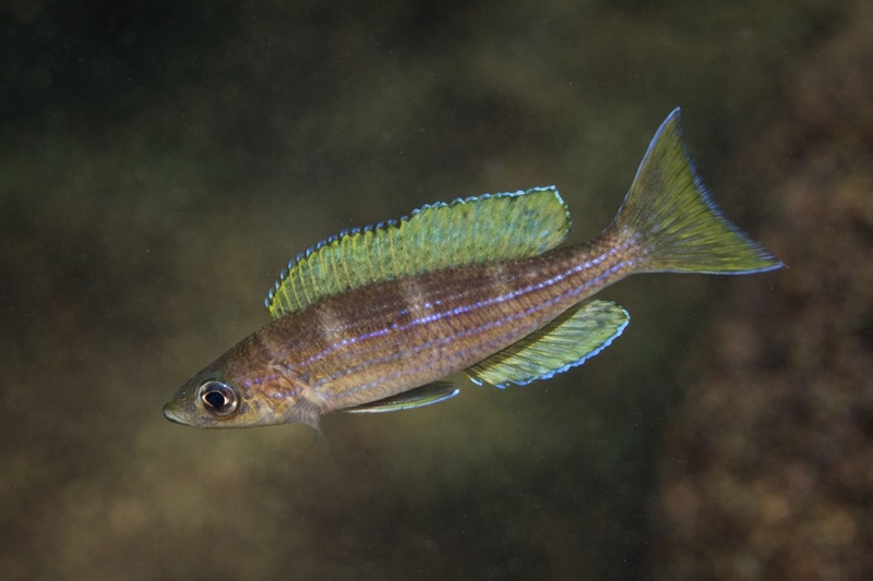 Paracyprichromis sp. 'brieni two-stripe' Izinga